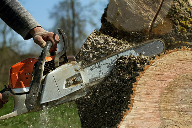 Dead Tree Removal in Los Chaves, NM